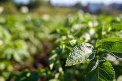 绿色场土豆作物行农业日益增长的土豆