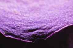 干玫瑰花紫色的色调特写镜头宏摄影