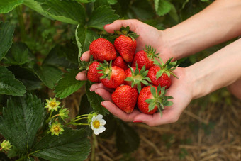 女人手持有一些新鲜选草莓叶子花背景挑选草莓农场场