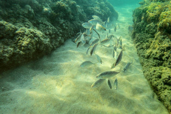 水下照片集团小鱼游泳藻类覆盖岩石浅水太阳闪亮的沙子海底