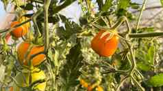 樱桃西红柿日益增长的自然条件照片用钉子钉上樱桃西红柿樱桃西红柿日益增长的花园