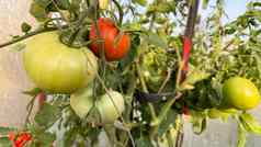 番茄植物温室绿色西红柿种植园有机农业年轻的番茄植物增长温室
