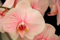 蝴蝶 兰兰花桃子粉红色的白色黄色的心