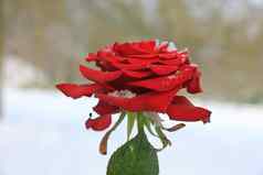 大红色的玫瑰覆盖雪