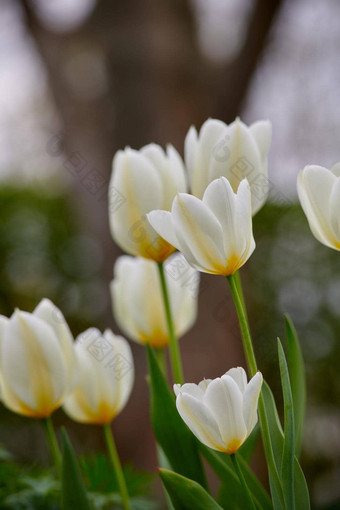 白色郁金香花园美丽的白色郁金香花园早期春天