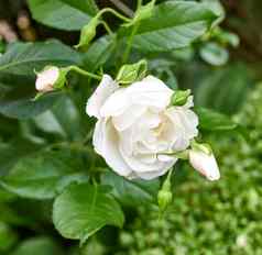 花园玫瑰高角拍摄美丽的白色玫瑰花园