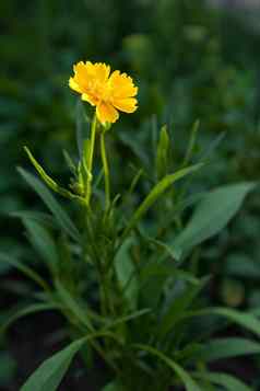 黄色的花柳叶金鸡菊花园