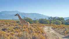 美丽的长颈鹿照片美丽的长颈鹿稀树大草原晚些时候下午南非洲