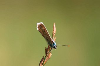 常见的蓝色的蝴蝶坐在茎草地