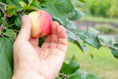 园丁手挑选苹果手到达苹果树