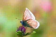 常见的蓝色的蝴蝶坐在花草地