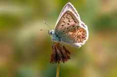 常见的蓝色的蝴蝶坐在花草地