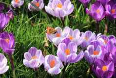 小龟甲蝴蝶番红花属早期春天阳光