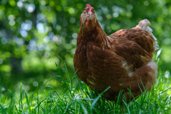 红色的母鸡啃食绿色草提高家禽