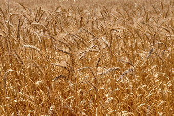 特写镜头拍摄黄色的成熟的小麦场农村农村景观金小穗夏天收获农业业务概念
