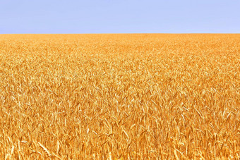 <strong>小麦</strong>场耳朵金<strong>小麦</strong>美丽的自然农村风景闪亮的阳光背景成熟耳朵草地<strong>小麦</strong>场