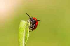 红色的莉莉甲虫坐在叶