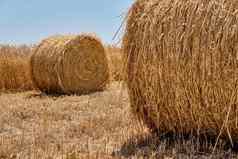 一半收获成熟的小麦场干草堆农村农村景观金小穗夏天收获农业业务概念