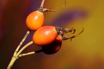 红色的野生水果关闭背景蔷薇属<strong>茜草</strong>属家庭蔷薇科高质量大大小植物打印