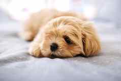 幸福温暖的小狗可爱的狗休息床上首页