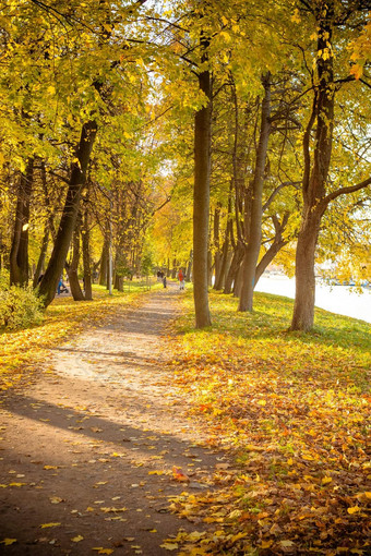 美丽的浪漫的小巷公园色彩斑斓的树阳光秋天自然背景小巷树黄色的叶子城市公园温暖的秋天一天