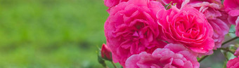 关闭粉红色的玫瑰莱奥纳多达芬奇模糊背景完整的布鲁姆玫瑰夏天花园网络横幅复制空间