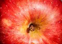 红色的苹果花园照片美味的美丽的苹果花园