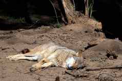 狼谎言沙子太阳森林热天气动物遭受强烈的伟大的热