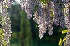 关闭视图美丽的紫色的紫藤花朵挂格子花园阳光闪亮的分支机构阳光明媚的春天一天