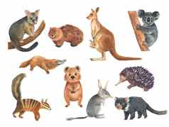 集澳大利亚动物水彩插图孤立的白色背景可爱的手画袋鼠考拉袋狸短尾矮袋鼠澳大利亚一天
