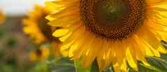 美丽的向日葵花园场盛开的向日葵背景日落种类向日葵布鲁姆日益增长的向日葵使石油