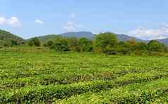 字段茶收获自然选择新鲜的茶叶子茶农场