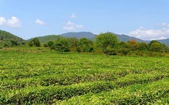 字段茶收获自然选择新鲜的茶叶子茶农场