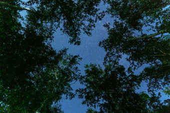 晚上布满星星的天空轮廓树长曝光摄影复制空间