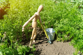 农民木男人。挖掘蔬菜花园植物有机生菜可持续发展的生活方式概念