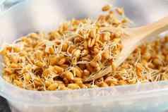 发芽谷物小麦豆芽有机植物健康的食物概念