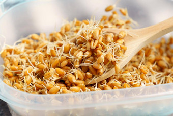 发芽谷物小麦<strong>豆芽有机</strong>植物健康的食物概念