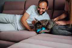 快乐的男人。女人有趣的宠物小法国斗牛犬玩玩具粉红色的沙发