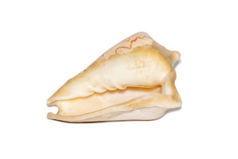 图像安达曼海贝cymbiola诺比利斯白色背景海底动物海贝壳