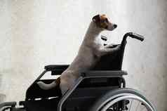杰克罗素梗狗坐在轮椅专门朋友等待老板