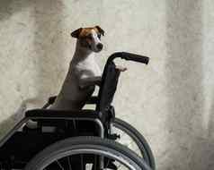 杰克罗素梗狗坐在轮椅专门朋友等待老板
