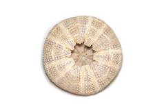 图像海海胆壳牌白色背景海贝壳海底动物