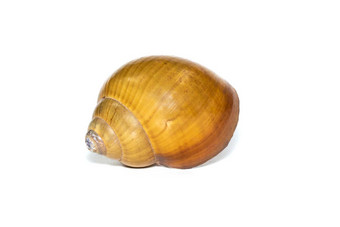 图像棕色（的）螺旋海壳牌白色背景<strong>海底动物</strong>海贝壳
