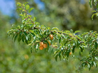 黄色的李子樱桃李子水果树分支成熟的水果收获水果树