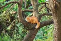 姜街猫坐在树分支