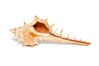 图像刺海螺壳牌白色背景<strong>海底动物</strong>海贝壳