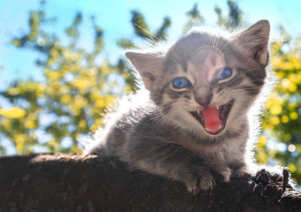 小灰色的毛茸茸的小猫蓝色的眼睛<strong>喵喵</strong>叫恐惧树分支背景绿色植物天空