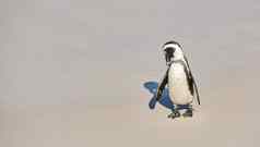 企鹅小鸡黑足企鹅巨石海滩南非洲