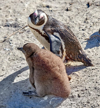 <strong>企鹅</strong>小鸡黑足<strong>企鹅</strong>巨石海滩南非洲