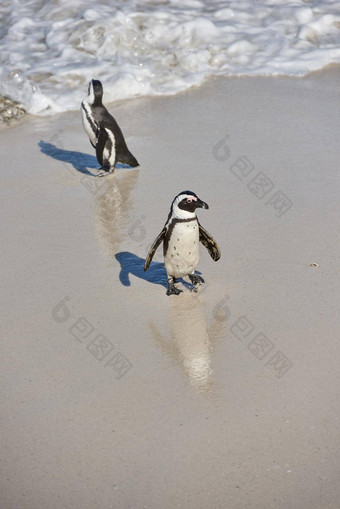<strong>企鹅</strong>黑足<strong>企鹅</strong>巨石海滩南非洲